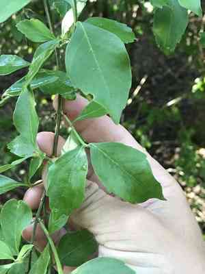 Berlandier's fiddlewood(Citharexylum berlandieri)
