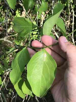 Berlandier's fiddlewood(Citharexylum berlandieri)