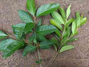 Fiddlewoods (Citharexylum)(Citharexylum)