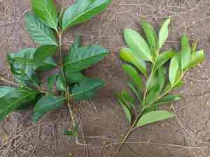 Fiddlewoods (Citharexylum)(Citharexylum)