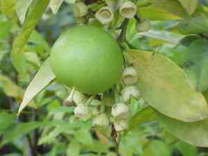 Pomelo(Citrus grandis)
