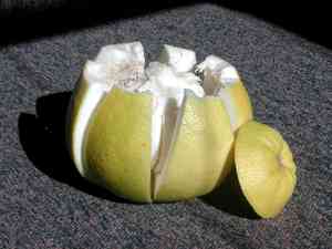 Pomelo(Citrus grandis)