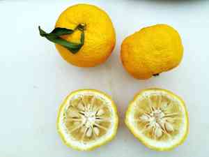 Yuzu(Citrus junos)