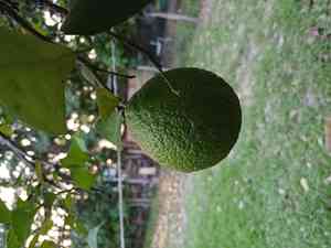 Lemon(Citrus limon)