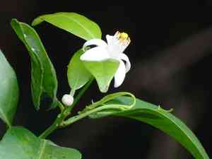 Citrus microcarpa(Citrus microcarpa)