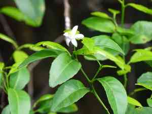 Citrus microcarpa(Citrus microcarpa)
