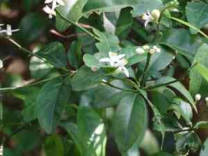 Citrus microcarpa(Citrus microcarpa)