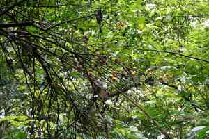 Citrus microcarpa(Citrus microcarpa)
