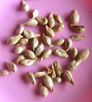 Mandarin orange(Citrus reticulata)