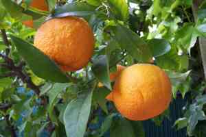 Bitter orange(Citrus × aurantium)