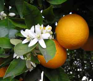Citrus (Citrus)(Citrus)