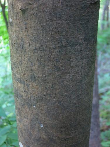 Yellowwood