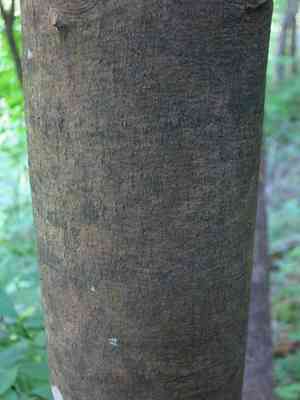 Yellowwood(Cladrastis kentukea)