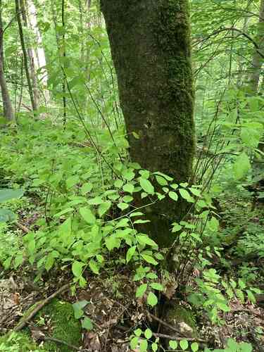 Yellowwood(Cladrastis kentukea)