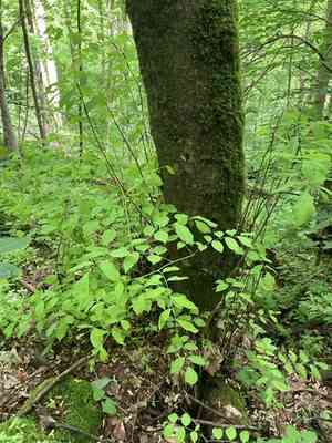 Yellowwood(Cladrastis kentukea)