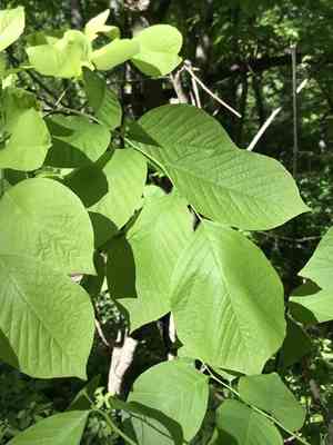 Yellowwood(Cladrastis kentukea)