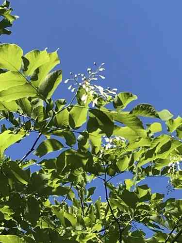 Yellowwood(Cladrastis kentukea)