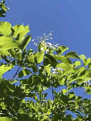 Yellowwood(Cladrastis kentukea)