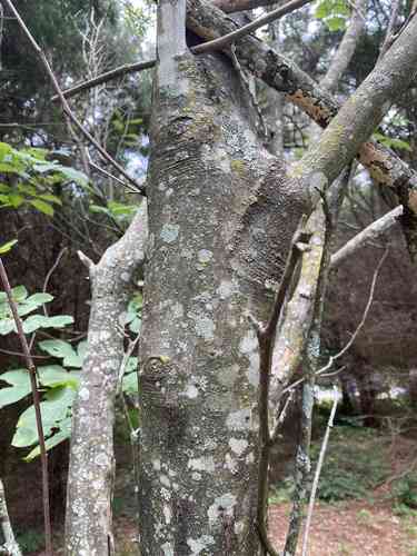 Yellowwood(Cladrastis kentukea)