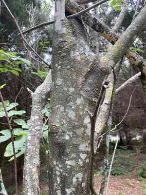 Yellowwood(Cladrastis kentukea)