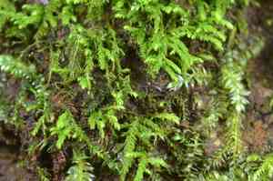 Whipple's claopodium moss(Claopodium whippleanum)