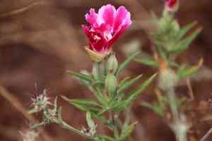 Farewell to spring(Clarkia amoena)