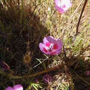 Farewell to spring(Clarkia amoena)