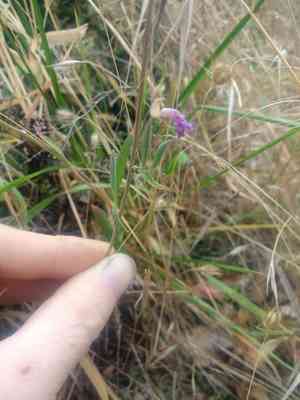 Farewell to spring(Clarkia amoena)