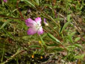 Farewell to spring(Clarkia amoena)