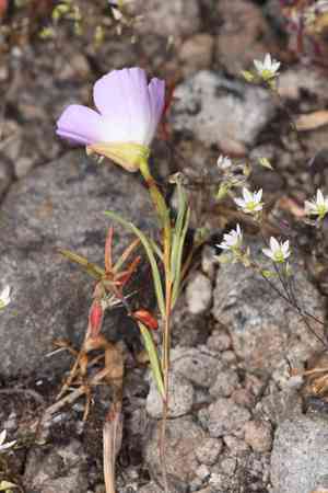Glandular clarkia(Clarkia arcuata)