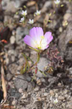 Glandular clarkia(Clarkia arcuata)