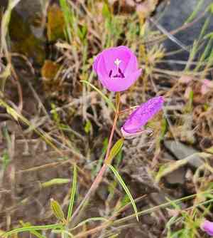 Glandular clarkia(Clarkia arcuata)
