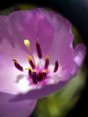 Glandular clarkia(Clarkia arcuata)