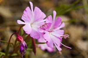 Fairy fans(Clarkia breweri)
