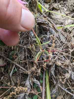Fairy fans(Clarkia breweri)