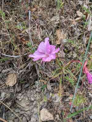 Fairy fans(Clarkia breweri)