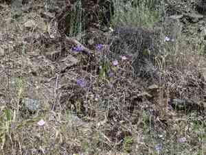 Fairy fans(Clarkia breweri)