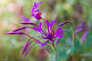 Red ribbons(Clarkia concinna)