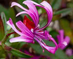 Red ribbons(Clarkia concinna)