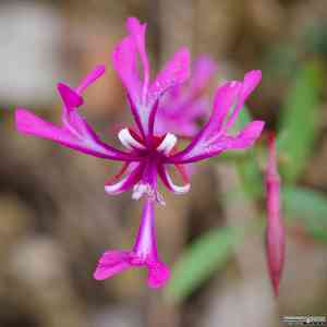 Red ribbons(Clarkia concinna)