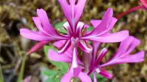 Red ribbons(Clarkia concinna)