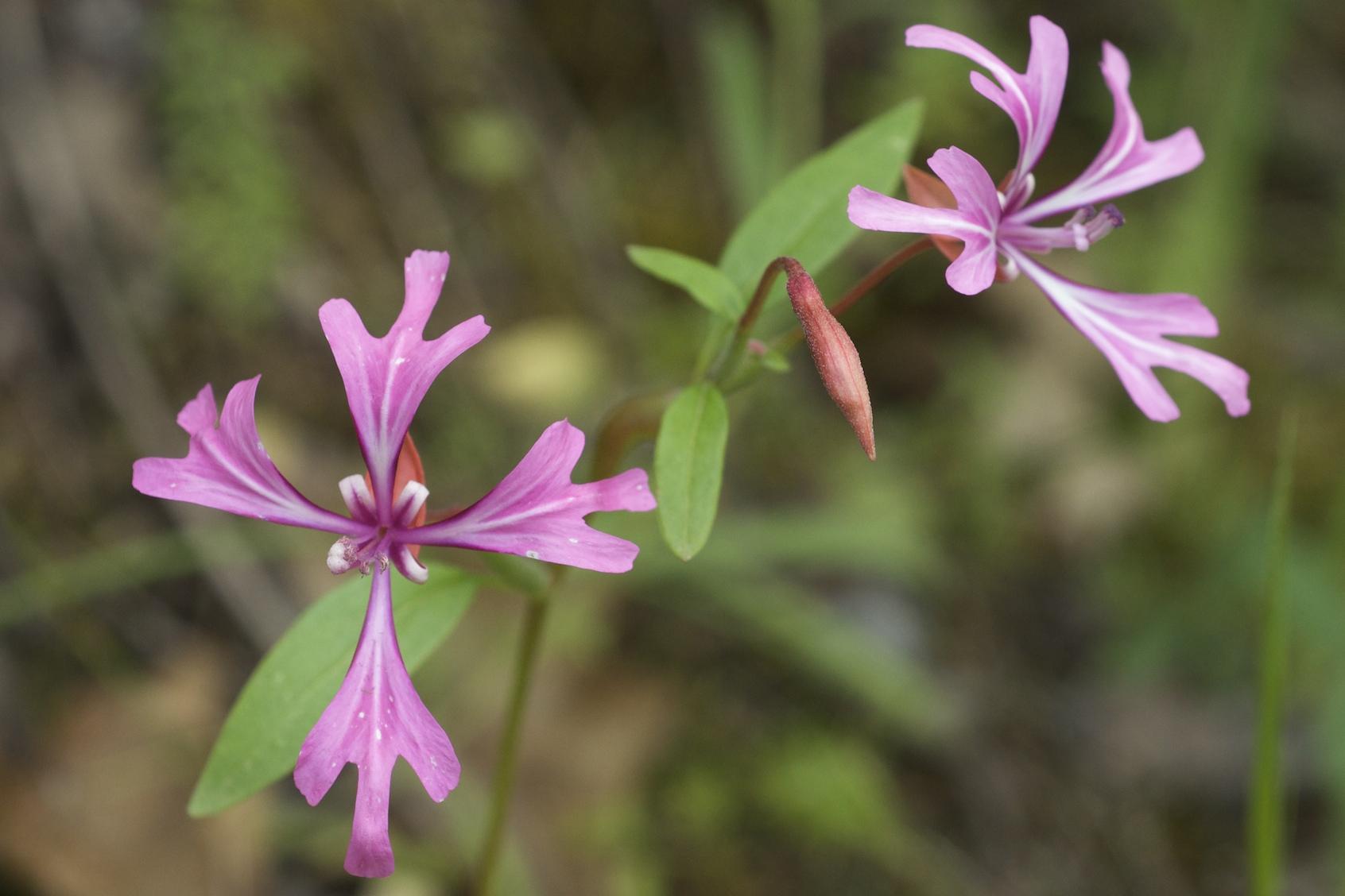 How to Prune Red ribbons: Complete Pruning Guide | ForwardPlant