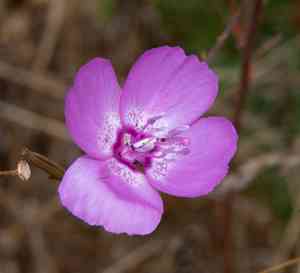 Speckled clarkia(Clarkia cylindrica)