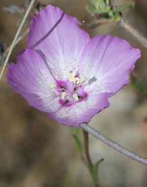 Speckled clarkia(Clarkia cylindrica)