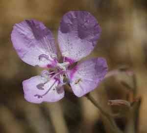Speckled clarkia(Clarkia cylindrica)