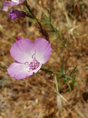 Speckled clarkia(Clarkia cylindrica)