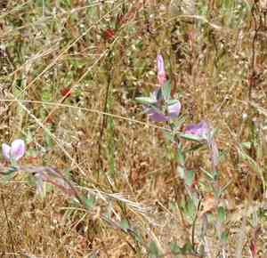 Davy's clarkia(Clarkia davyi)