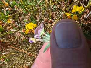 Davy's clarkia(Clarkia davyi)