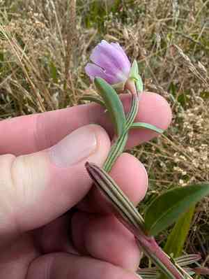 Davy's clarkia(Clarkia davyi)