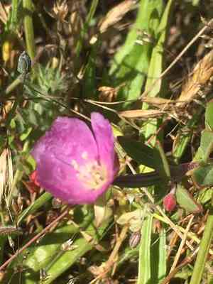Davy's clarkia(Clarkia davyi)